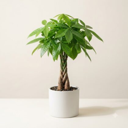 Small Braided Pachira Plant (Money Plant)