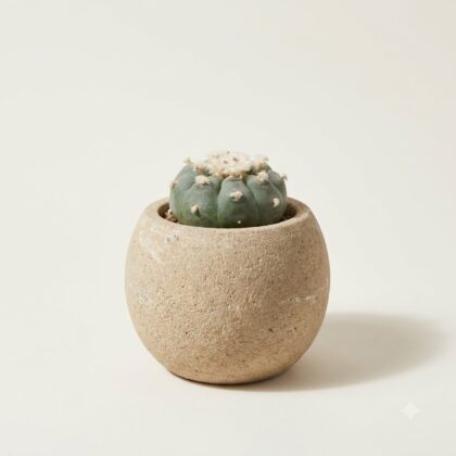 Small peyote cactus planted in a round, textured stone pot against a neutral background.