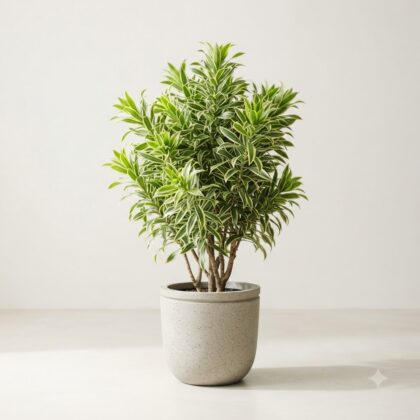 Song of India Plant