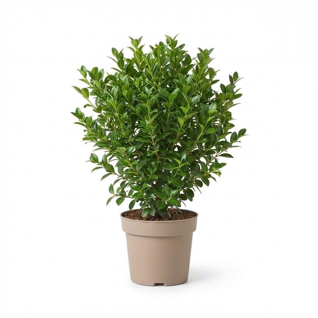 Syzygium_buxifolium_plant_in_pot_202609071237