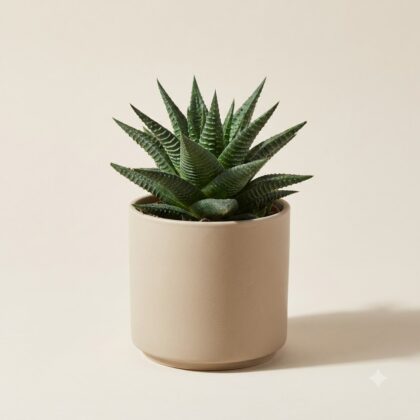 Tiger Cactus Haworthia Limifolia A