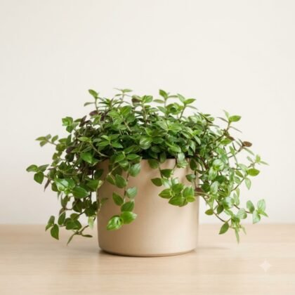 Tradescantia Fluminensis Plant