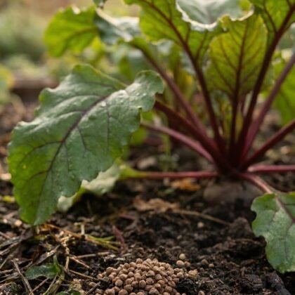 Beet root plant growing in soil with seeds in the foreground at sunrise.
