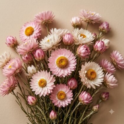 Acroclinium Roseum - Mixed Flower Seeds