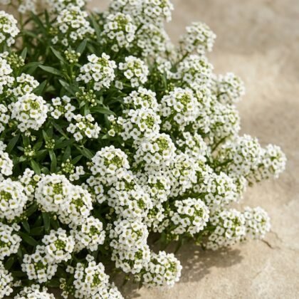 Clump of small white flowers with green centers and foliage on a light stone background.