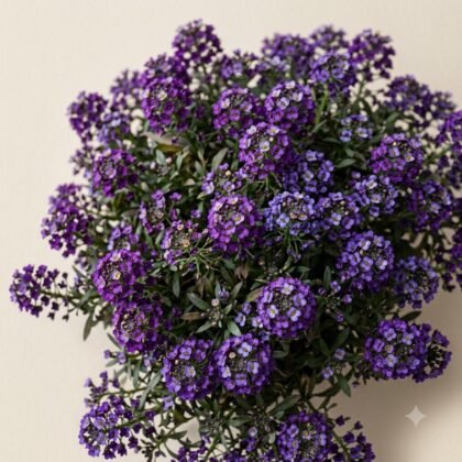 Dense cluster of small purple flowers with green foliage against a light background.