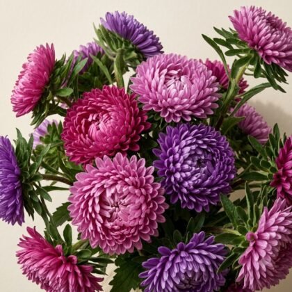 Aster Mixed Flower Seeds