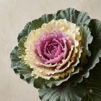 Close-up of an ornamental cabbage with green, cream, and purple ruffled leaves.