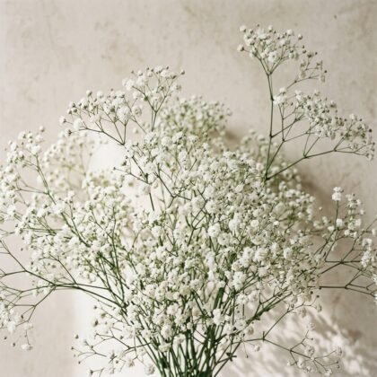Gypsophila - White Flower Seeds
