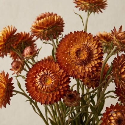Helichrysum - Mixed Flower Seeds