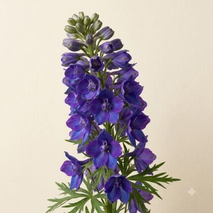 Close-up of a tall spike of deep purple delphinium flowers with unopened green buds at the top and foliage at the base.