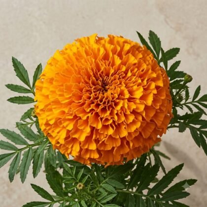 Marigold - African Orange Flower Seeds