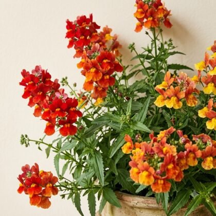 Potted plant with clusters of vibrant red, orange, and yellow flowers and green foliage.
