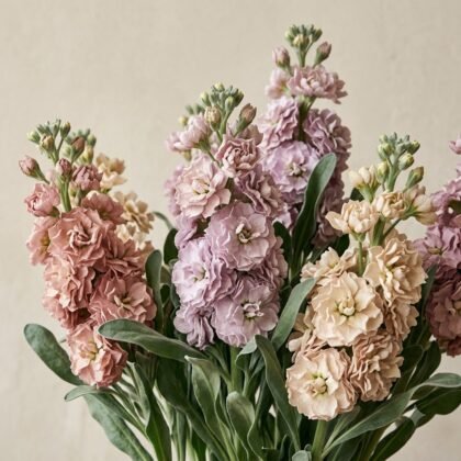 A bouquet of lush pink, lavender, and cream stock flowers with green stems and leaves against a neutral background.