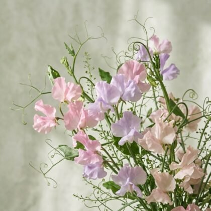 Sweet Pea - Mixed Flower Seeds