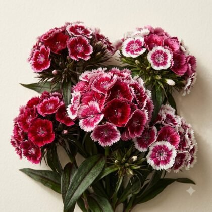 A bouquet of clustered pink and white dianthus flowers with dark green leaves against a light background.