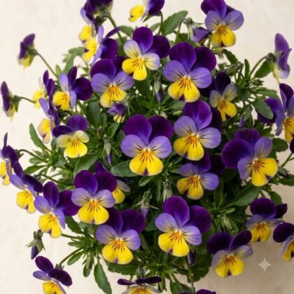 Top-down view of a dense cluster of purple and yellow violas in bloom with green leaves.