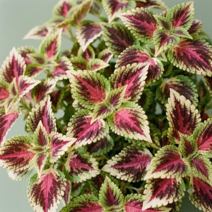 Close-up of vibrant coleus plant with ruffled leaves featuring deep magenta centers, dark maroon accents, and pale green