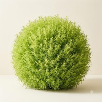 Kochia Flower Seeds