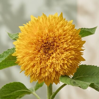A bright yellow, fluffy double sunflower bloom with detailed petals and green leaves on a soft background.