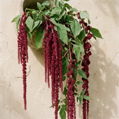 Amaranthus - Love Lie Bedding Flower Seeds