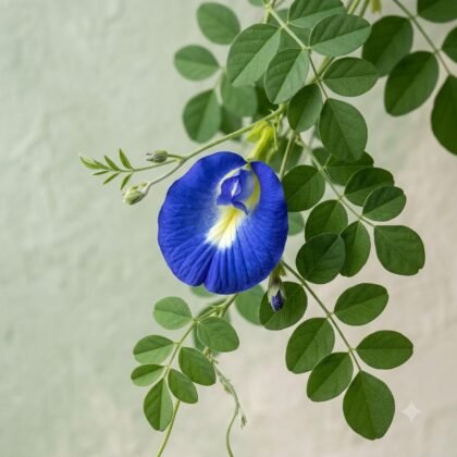 Aparajita / Blue Pea Flower