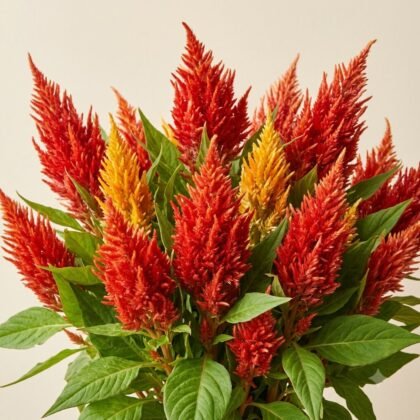 Celosia - Plumose Mixed Flower Seeds