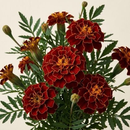 Bouquet of deep red and orange marigold flowers with lush green foliage.