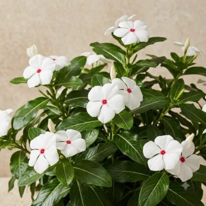 Potted plant with white flowers featuring red centers and lush green leaves against a neutral background.