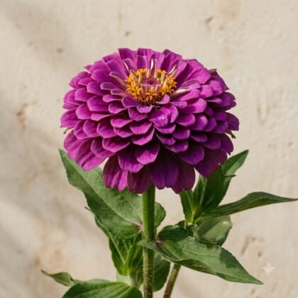 Close-up of a vibrant purple zinnia flower with layered petals and a yellow center on a stem with green leaves.