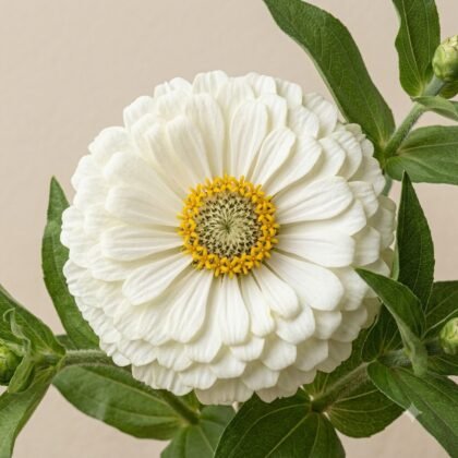 Zinnia White Flower
