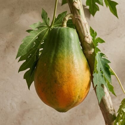 Unripe papaya hanging from a tree branch with green leaves.
