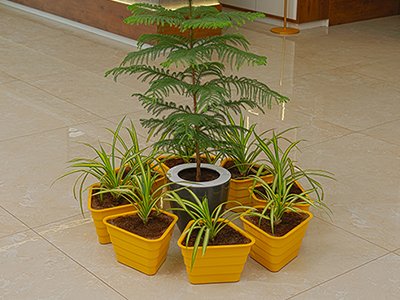 A central potted plant surrounded by a ring of smaller yellow pots on a tiled floor.