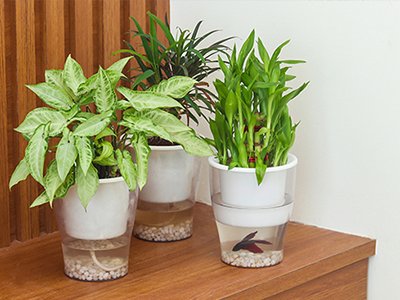 Three stacked self-watering planters with plants, the bottom one containing water and a fish.