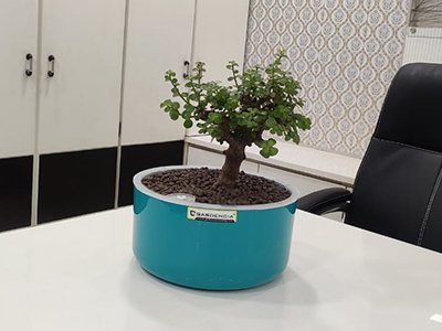 A bonsai plant with small green leaves in a round blue pot on a white office desk.