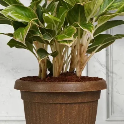 Bello Round Eco Planter