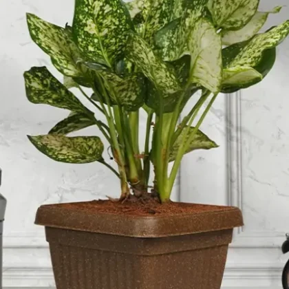 Bello Square Eco Planter