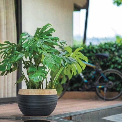 Ringstone Ring Planter