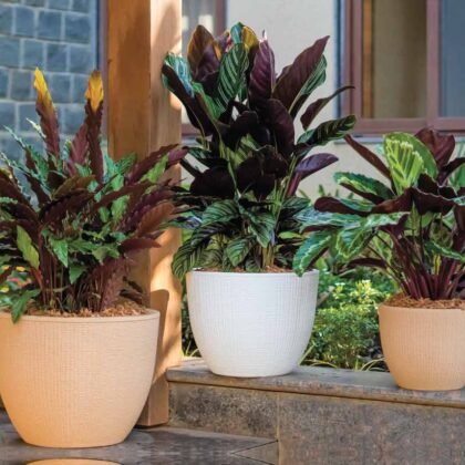 Decco Planter