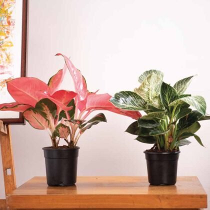 GroPro Planter