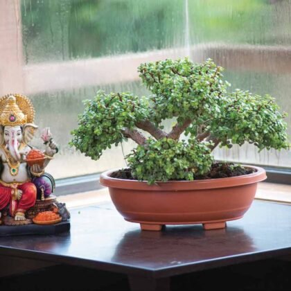 Bonsai Oval Planter
