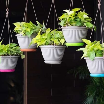 Several hanging planters with light green plants and colorful saucers suspended in a row.