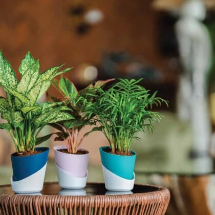 Atlantis Self-Watering Planter