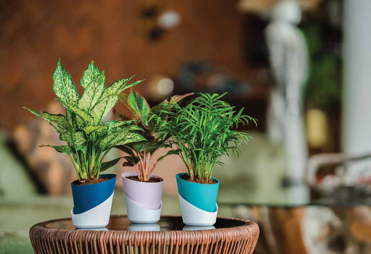 Atlantis Self-Watering Planter
