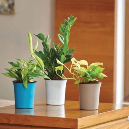 Oslo Self-Watering Planter