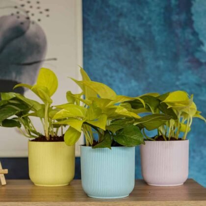 Ibiza Planter