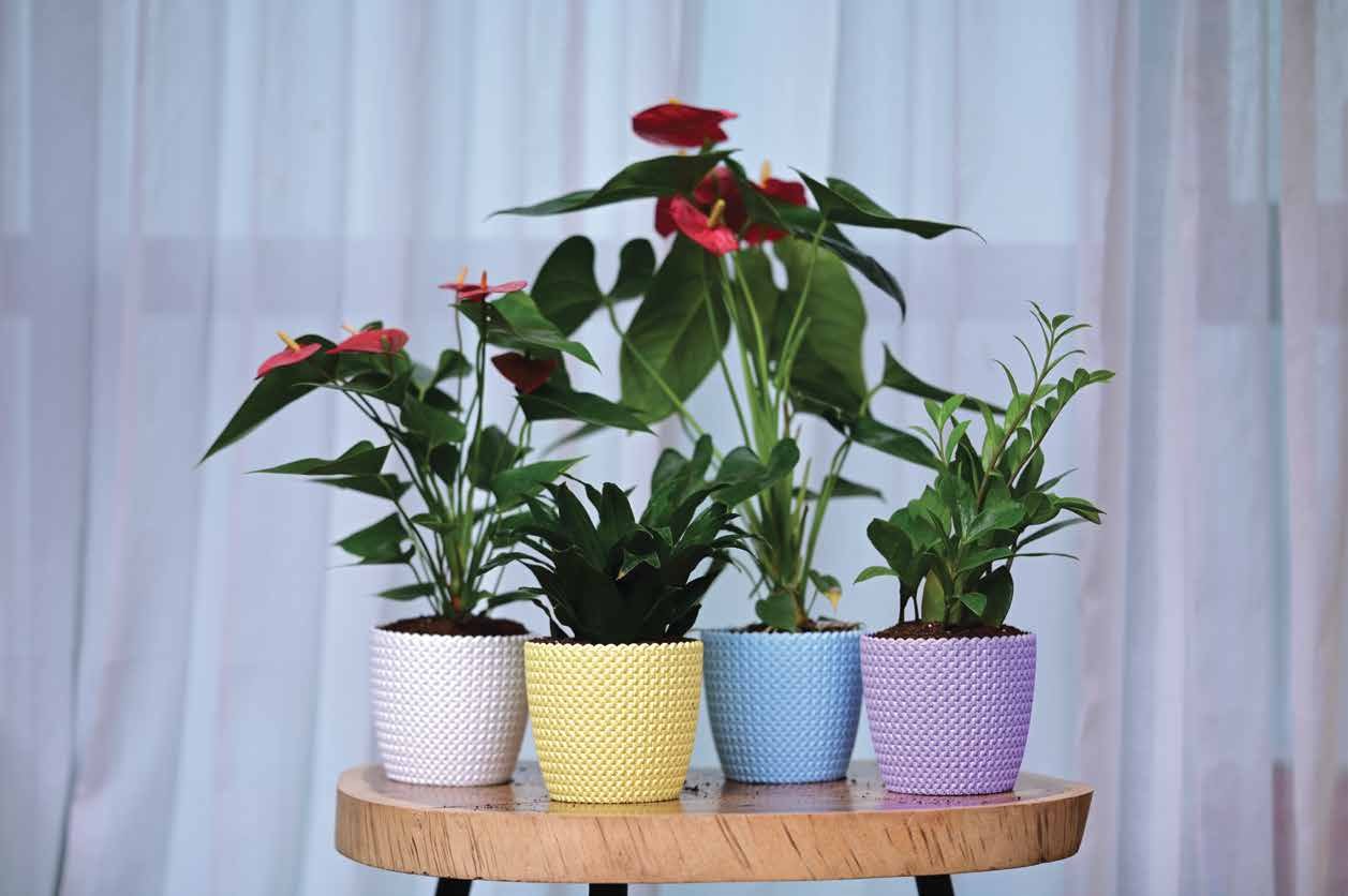 Capri Planter