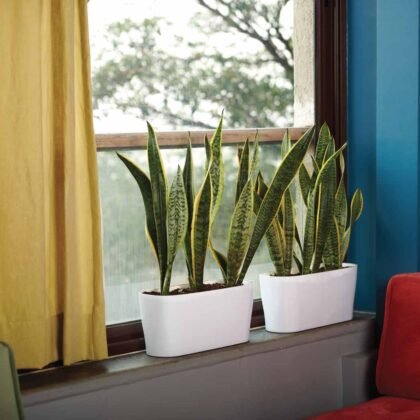 Florida Window Planter