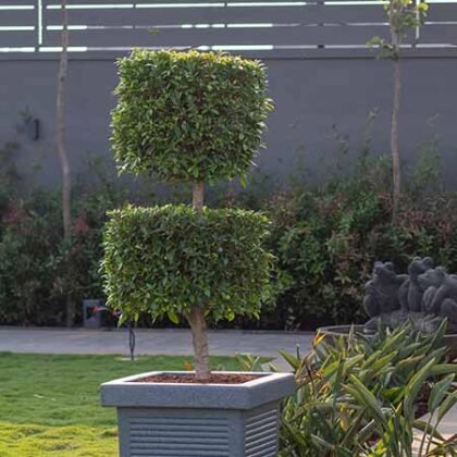 Potted topiary plant with two trimmed spherical sections in a modern square planter outdoors