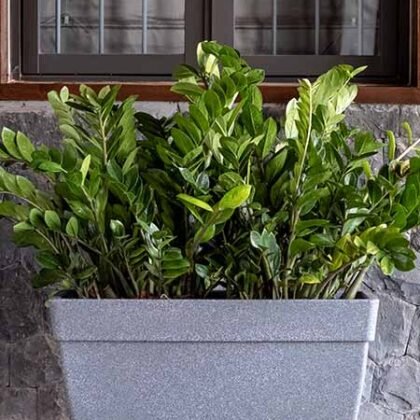 A rectangular grey planter filled with lush green plants sits against a stone wall and window.